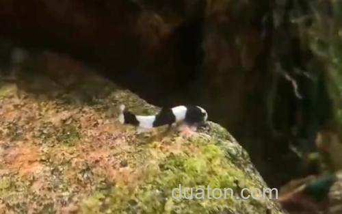 熊猫异型鱼_1