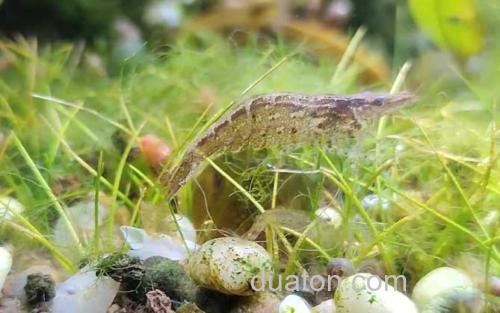 黑壳虾_1