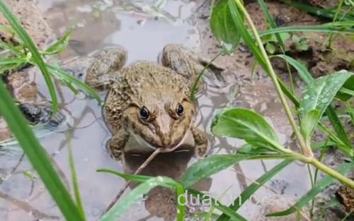 田鸡_2