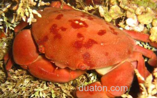 正直爱洁蟹_3