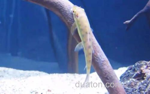 青苔鼠_1