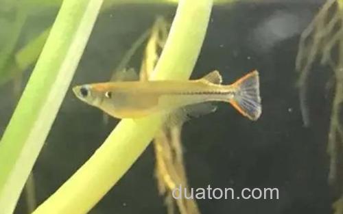 青鳉_3