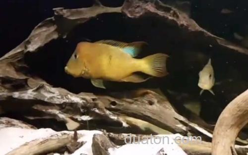 牛头鱼_2