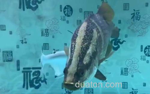 金目鲈鱼_2
