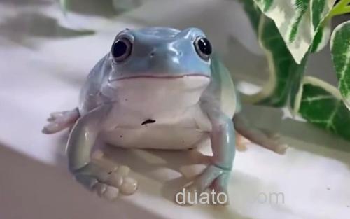 老爷树蛙_2