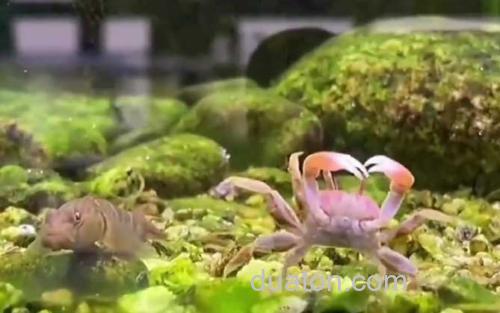 辣椒蟹_0