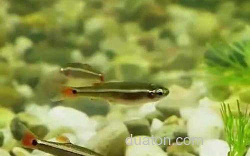 金丝鱼_0