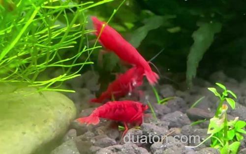 极火虾_2