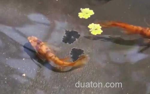 观背青鳉_5