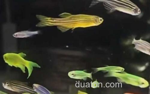 斑马鱼_0
