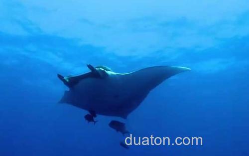 Manta_2