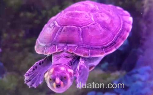 黄头龟_1