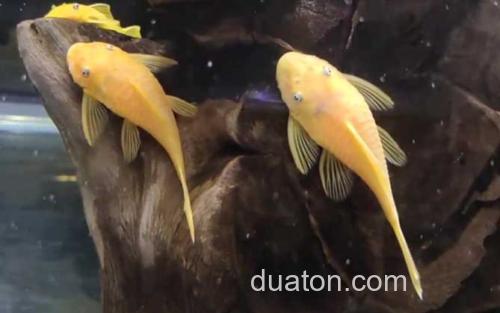 黄金胡子鱼_2