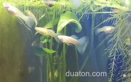 缎带孔雀鱼_2