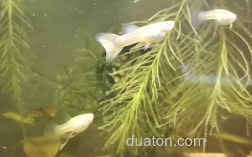 缎带孔雀鱼_3