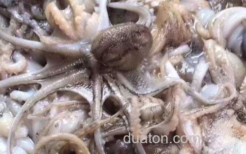 八爪鱼_0