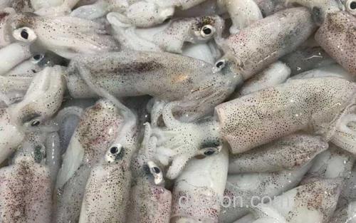 鱿鱼_1