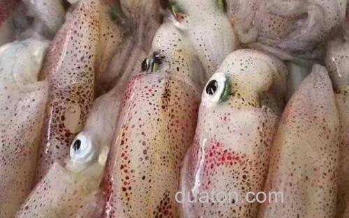 鱿鱼_1