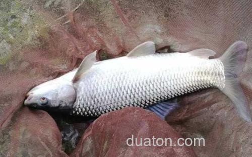 鲮鱼_2