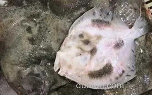 多宝鱼_1