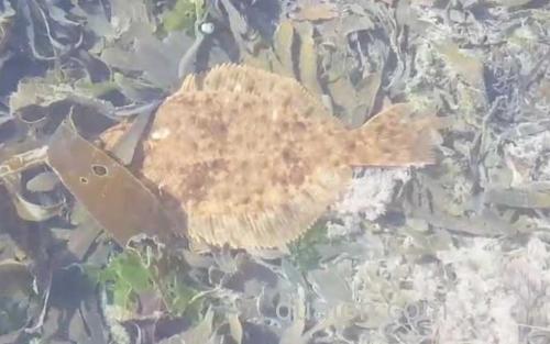 鳎目鱼_3