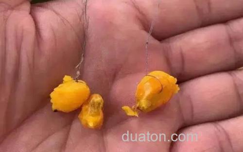 玉米钓鱼_2