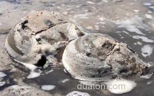 鲎_2
