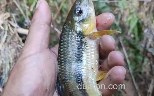 溪石斑鱼_3