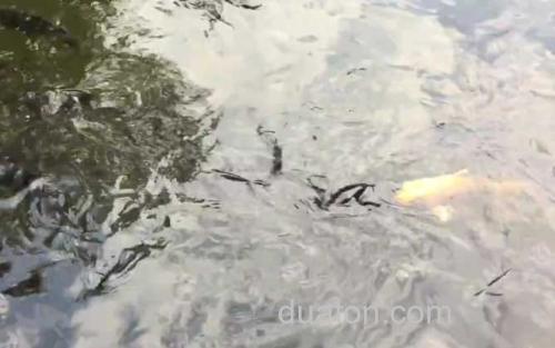 死水_1