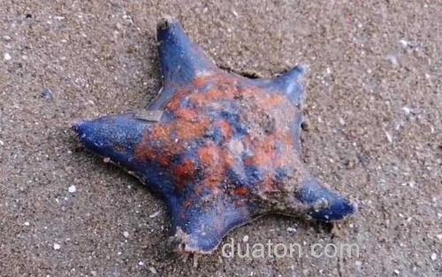 海星_0