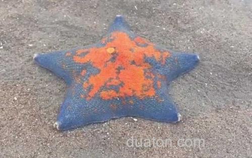 海星_0