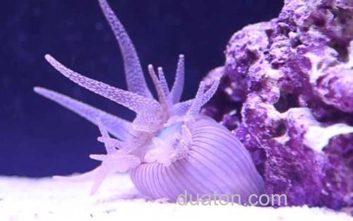 海葵_1