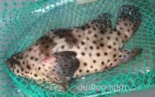 老鼠斑_2