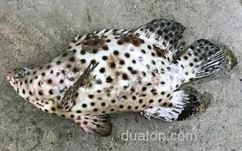 石斑鱼_0