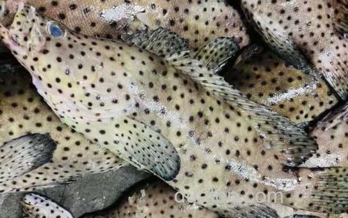 老鼠斑_1