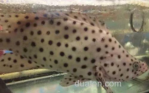 老鼠斑_2