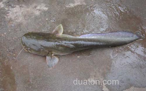 鲶鱼_7