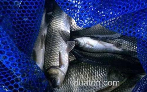 鲫鱼_0
