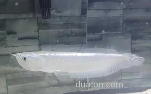 银龙鱼_1
