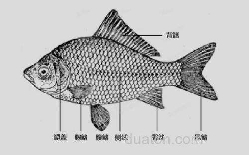 腹鳍_1