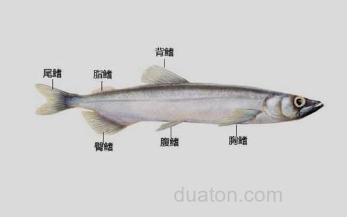 脂鳍_1