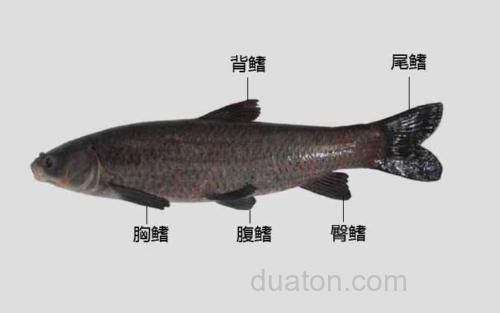 臀鳍_1