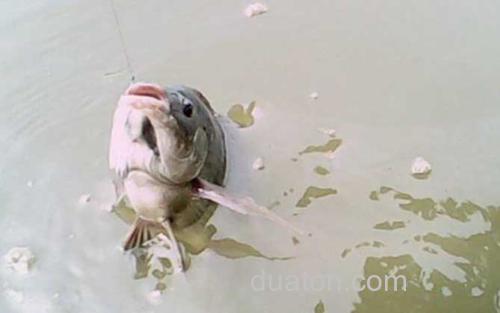 冬季钓鱼_1