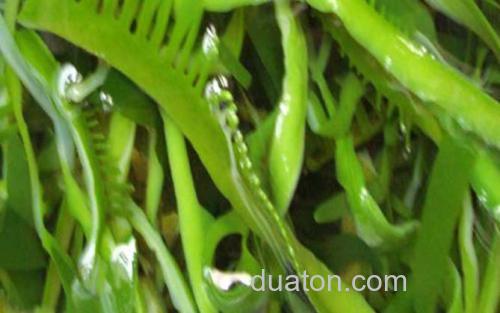 植物类_4