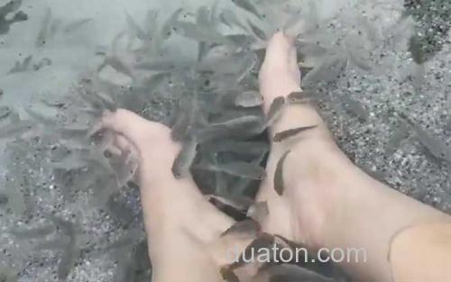 鱼疗_3