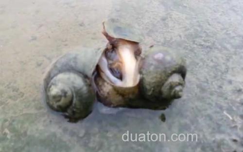 福寿螺_0