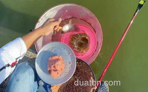 黑坑钓鲤鱼_1