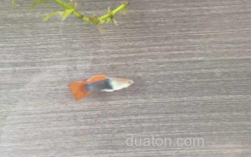 孔雀鱼_2