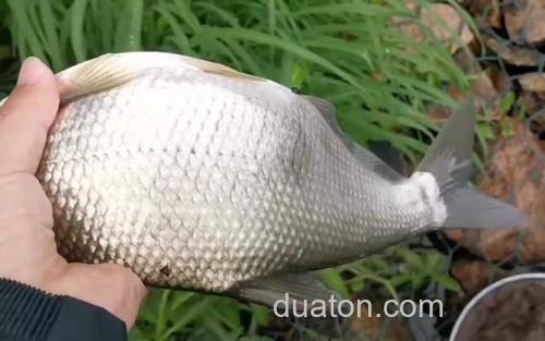 鳊鱼_1