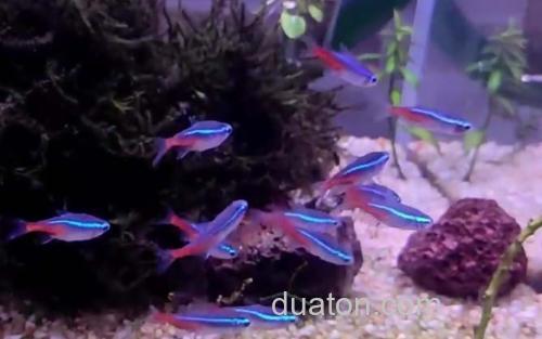 红绿灯鱼_3